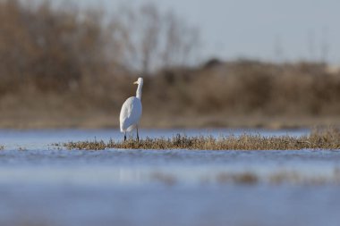 Güney Fransa 'dan Büyük Beyaz Egret Ardea alba
