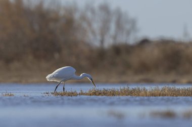 Güney Fransa 'dan Büyük Beyaz Egret Ardea alba