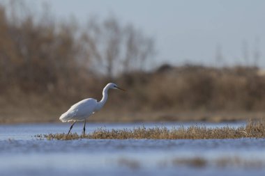 Güney Fransa 'dan Büyük Beyaz Egret Ardea alba