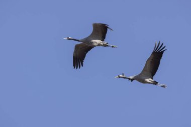 Grus grus Güney Fransa 'daki pirinç tarlalarında beslenen Avrupa turnası