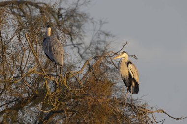 Güney Fransa 'da Gri Heron Ardea sineması