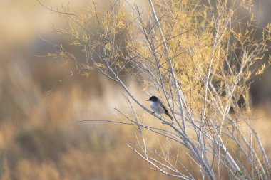 Sardunya bülbülü Curruca melanocephala Camargue, Güney Fransa 'da Sansouire' de