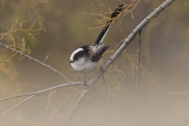 Long-tailed Tit Aegithalos caudatus europaeus from Southern France in close view