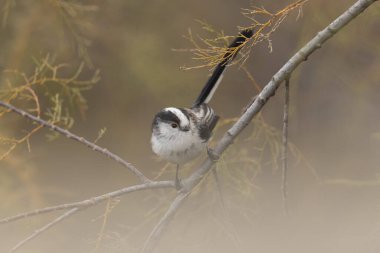 Long-tailed Tit Aegithalos caudatus europaeus from Southern France in close view