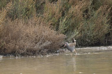 Güney Fransa 'da Camargue' de bir bataklıkta yürüyen Su Demiryolu Rallus aquaticus