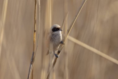 Eurasian penduline tit or European penduline tit Remiz pendulinus foraging on reed