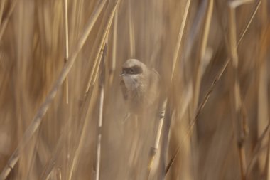 Eurasian penduline tit or European penduline tit Remiz pendulinus foraging on reed