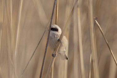 Eurasian penduline tit or European penduline tit Remiz pendulinus foraging on reed