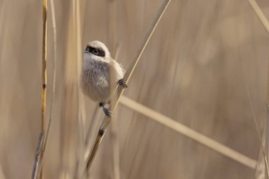 Eurasian penduline tit or European penduline tit Remiz pendulinus foraging on reed