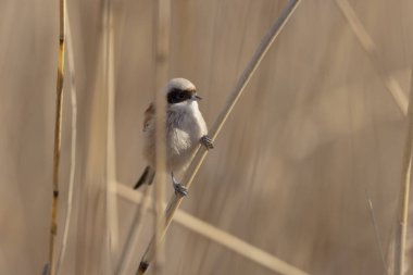Eurasian penduline tit or European penduline tit Remiz pendulinus foraging on reed