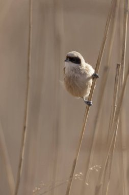 Eurasian penduline tit or European penduline tit Remiz pendulinus foraging on reed