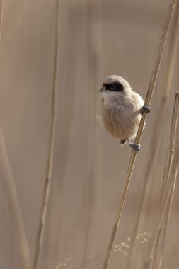Eurasian penduline tit or European penduline tit Remiz pendulinus foraging on reed