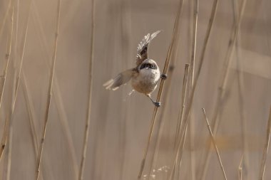 Eurasian penduline tit or European penduline tit Remiz pendulinus foraging on reed