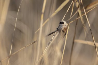 Eurasian penduline tit or European penduline tit Remiz pendulinus foraging on reed