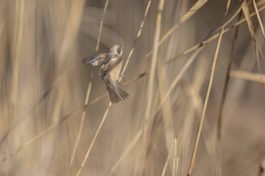 Eurasian penduline tit or European penduline tit Remiz pendulinus foraging on reed