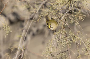 Goldcrest Regulus regulus Güney Fransa 'da ağaçlarda yiyecek arıyor.