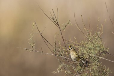 Goldcrest Regulus regulus Güney Fransa 'da ağaçlarda yiyecek arıyor.