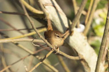 Avrasya çalıkuşu trogloditleri tünedi 