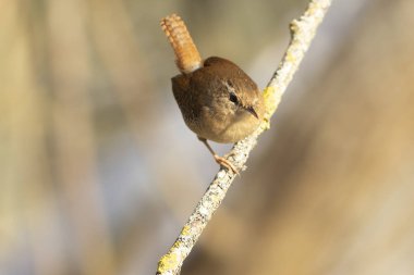 Avrasya çalıkuşu trogloditleri tünedi 