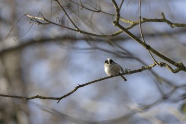 Long-tailed Tit Aegithalos caudatus europaeus from Southern France in close view