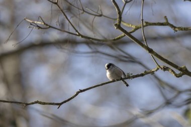 Long-tailed Tit Aegithalos caudatus europaeus from Southern France in close view