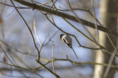 Long-tailed Tit Aegithalos caudatus europaeus from Southern France in close view