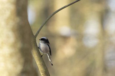 Long-tailed Tit Aegithalos caudatus europaeus from Southern France in close view