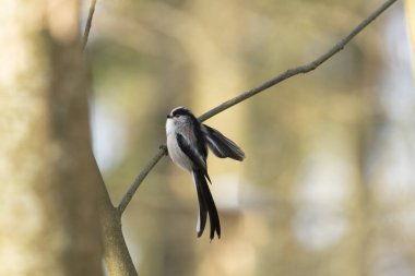 Long-tailed Tit Aegithalos caudatus europaeus from Southern France in close view