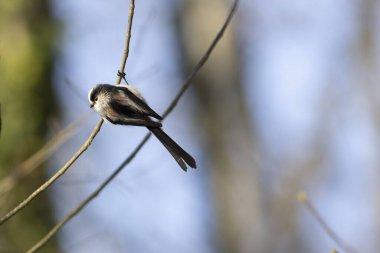 Long-tailed Tit Aegithalos caudatus europaeus from Southern France in close view