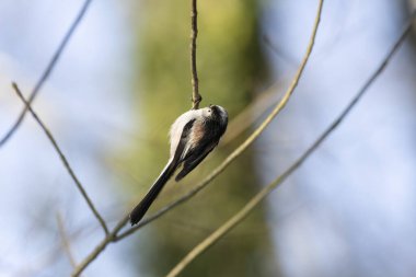 Long-tailed Tit Aegithalos caudatus europaeus from Southern France in close view