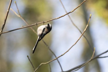 Long-tailed Tit Aegithalos caudatus europaeus from Southern France in close view