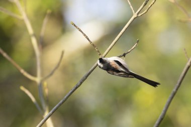Long-tailed Tit Aegithalos caudatus europaeus from Southern France in close view