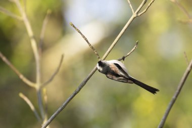 Long-tailed Tit Aegithalos caudatus europaeus from Southern France in close view