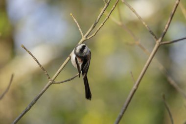 Long-tailed Tit Aegithalos caudatus europaeus from Southern France in close view