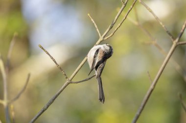 Long-tailed Tit Aegithalos caudatus europaeus from Southern France in close view