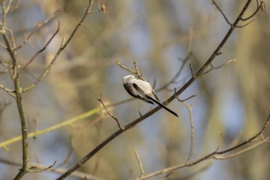 Long-tailed Tit Aegithalos caudatus europaeus from Southern France in close view