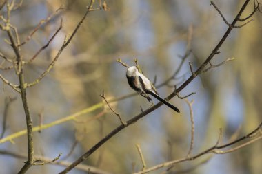 Long-tailed Tit Aegithalos caudatus europaeus from Southern France in close view