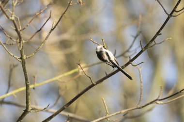 Long-tailed Tit Aegithalos caudatus europaeus from Southern France in close view