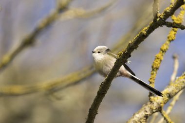 Long-tailed Tit Aegithalos caudatus europaeus from Southern France in close view