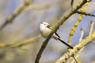 Long-tailed Tit Aegithalos caudatus europaeus from Southern France in close view