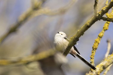 Long-tailed Tit Aegithalos caudatus europaeus from Southern France in close view