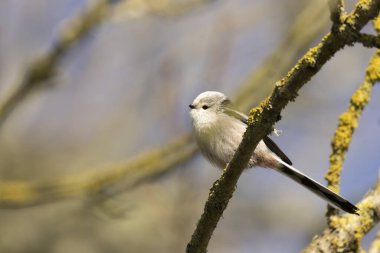 Long-tailed Tit Aegithalos caudatus europaeus from Southern France in close view