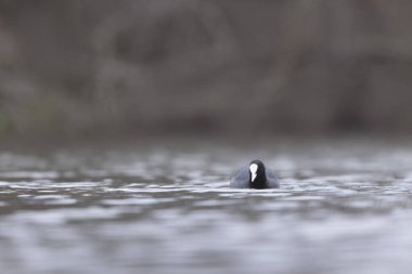 Fransız Coot Fulica atra Fransa 'da bir gölette koşuyor ya da yüzüyor