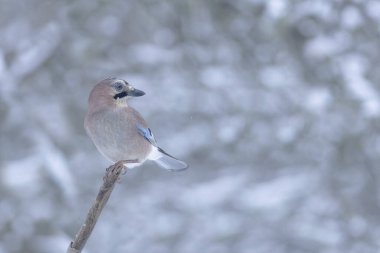 Avrupalı Jay Garrulus Glandarius kışın bir dalda oturuyor