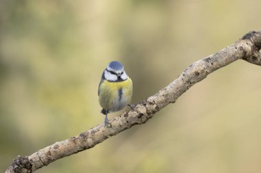 Blue Tit Cyanistes caeruleus perched on a dead branch
