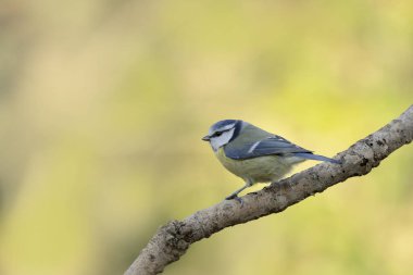 Blue Tit Cyanistes caeruleus perched on a dead branch