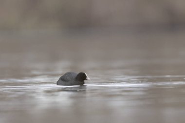 Fransız Coot Fulica atra Fransa 'da bir gölette koşuyor ya da yüzüyor