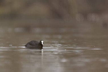 Fransız Coot Fulica atra Fransa 'da bir gölette koşuyor ya da yüzüyor