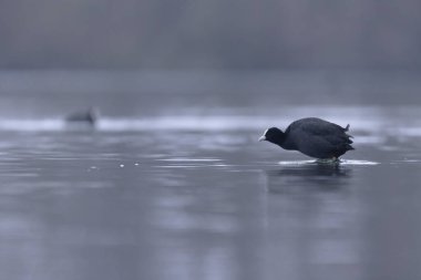Fransız Coot Fulica atra Fransa 'da bir gölette koşuyor ya da yüzüyor