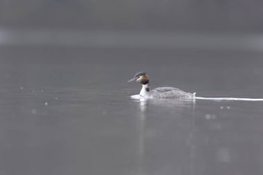 Büyük ibikli Grebe Podiceps kristali gölette